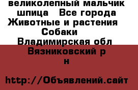 великолепный мальчик шпица - Все города Животные и растения » Собаки   . Владимирская обл.,Вязниковский р-н